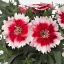 Гвоздика китайская (Dianthus chinensis)