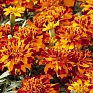 Бархатцы отклоненные (Tagetes patula)