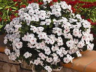 Катарантус розовый ампельный (Cora Cascade XDR F1)