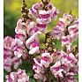 Львиный зев (Антирринум) большой (Antirrhinum majus)