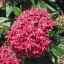 Пентас ланцетовидный (Pentas lanceolata)