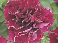 Петуния крупноцветковая махровая