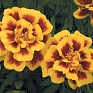 Бархатцы отклоненные (Tagetes patula)