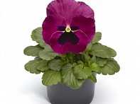 Виола Виттрока