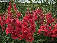 Львиный зев (Антирринум) махровый (Madame Butterfly F1)