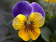 Виола рогатая (Bel Viso F1)