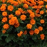Космея сернисто-желтая (Cosmos sulphureus)