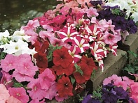 Петуния многоцветковая (Hurrah F1)