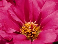 Портулак крупноцветковый (Stopwatch F1)