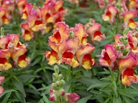 Львиный зев (Антирринум) большой (Snappy F1)