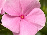 Катарантус розовый (Cora XDR F1)