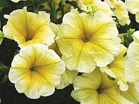 Петуния ампельная гибридная (Лавина F1)