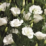 Лизиантус (Эустома) крупноцветковый (Lisianthus grandiflorum)