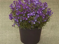 Льнянка марокканская (Fantasista)