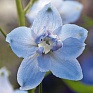 Дельфиниум высокий (Delphinium elatum)