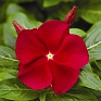 Катарантус розовый (Vinca rosea)