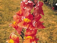 Львиный зев (Антирринум) большой (Rocket F1)