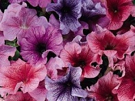 Петуния крупноцветковая (Daddy F1)