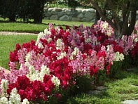 Львиный зев (Антирринум) большой (Snapshot F1)