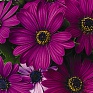 Остеоспермум Эклона (Osteospermum eclonis)