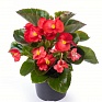 Бегония гибридная (зеленая листва) (Begonia hybrida)