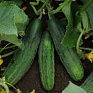 Огурец посевной (Cucumis sativus)