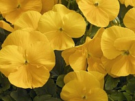 Виола Виттрока (Mariposa F1)