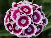 Гвоздика турецкая (Sweet F1)