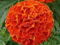 Бархатцы триплоидные (Zenith F1)