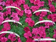 Петуния крупноцветковая (генетически компактная) (Limbo GP F1)