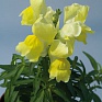 Львиный зев (Антирринум) большой (Antirrhinum majus)