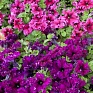 Петуния крупноцветковая бахромчатая (генетически компактная) (Petunia grandiflora)
