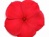 Катарантус розовый (Titan F1)