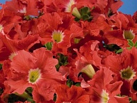 Петуния крупноцветковая (Aladdin F1)