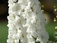 Дельфиниум высокий (Guardian F1)