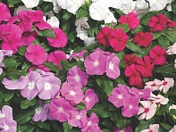 Катарантус розовый (Cora XDR F1)