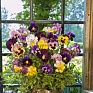 Виола Виттрока бахромчатая (Viola wittrockiana)
