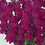 Львиный зев (Антирринум) большой (Antirrhinum majus)