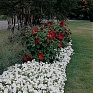 Гибискус мускусный (Hibiscus moscheutos)