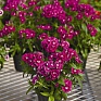 Гвоздика китайская х турецкая (Dianthus chinensis x barbatus)