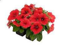 Петуния многоцветковая (генетически компактная) (Boom HD F1)