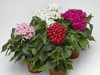 Пентас ланцетовидный (HoneyCluster F1)