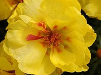 Портулак крупноцветковый (Happy Hour)