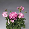 Герань (пеларгония садовая) (Pelargonium x hortorum)
