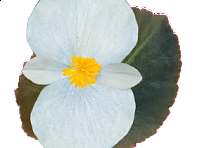 Бегония гибридная (бронзовая листва) (Big F1)