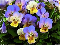 Виола рогатая (Valentina F1) Виола рогатая (Valentina F1)