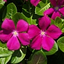 Катарантус розовый (Vinca rosea)