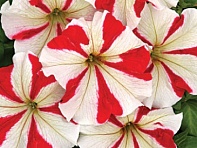 Петуния крупноцветковая (Usmev F1)