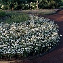 Гвоздика китайская х турецкая (Dianthus chinensis x barbatus)