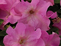 Петуния крупноцветковая (генетически компактная) (Limbo GP F1)